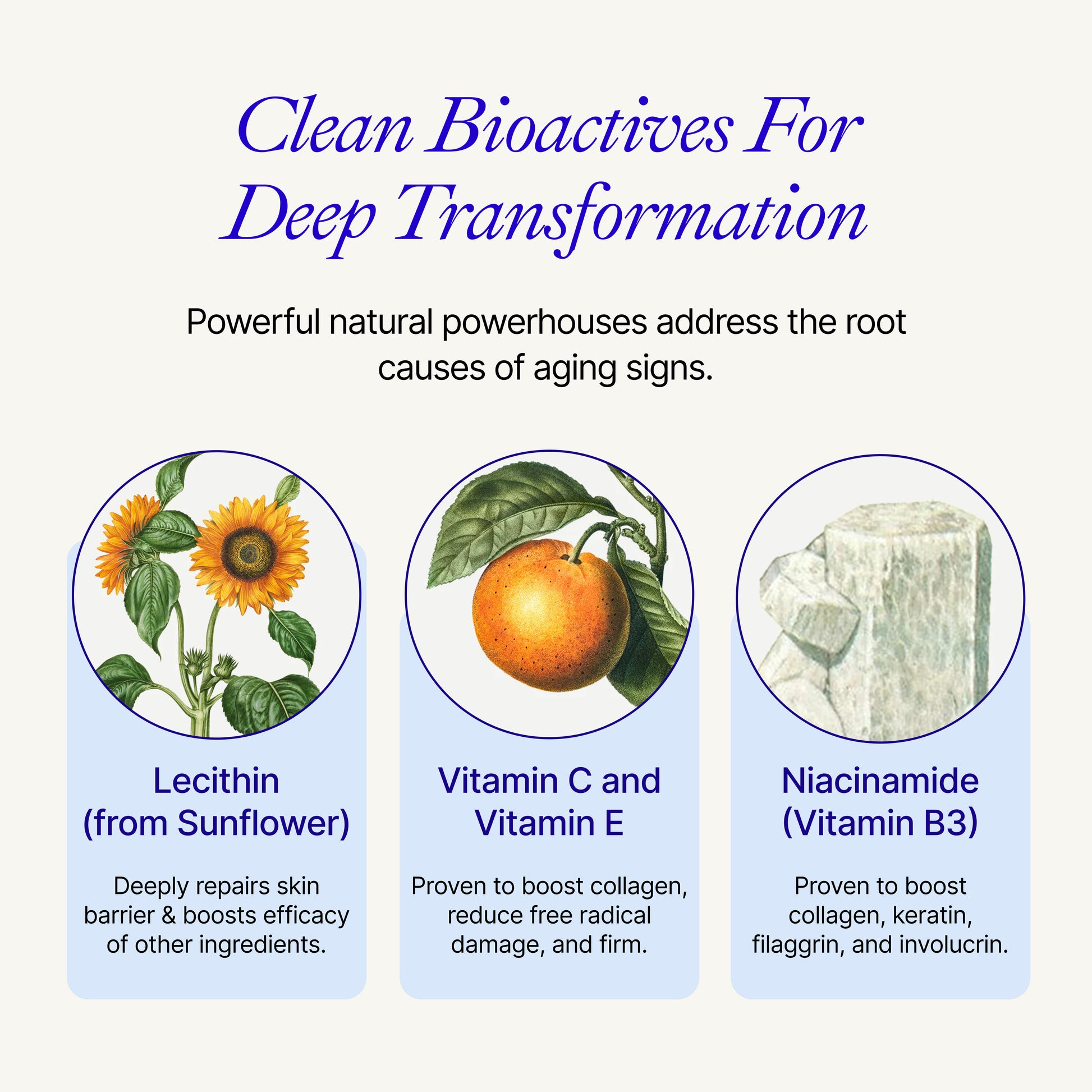 Slide 4 – Key Ingredients.jpg